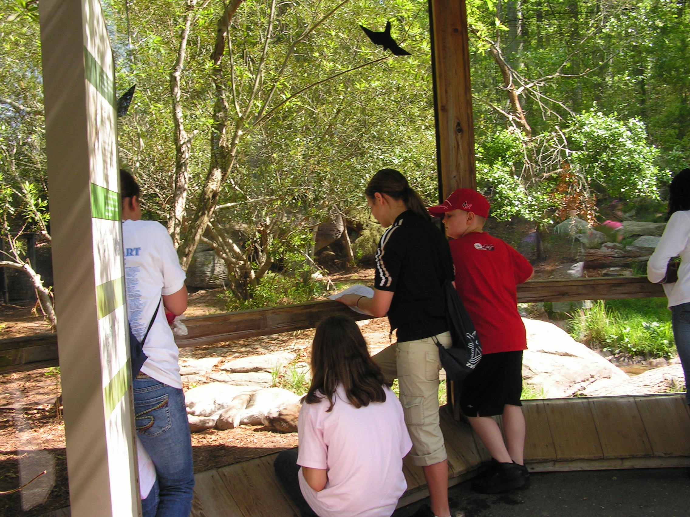 ./2006/EMMMS Zoo/Cougars0001.JPG